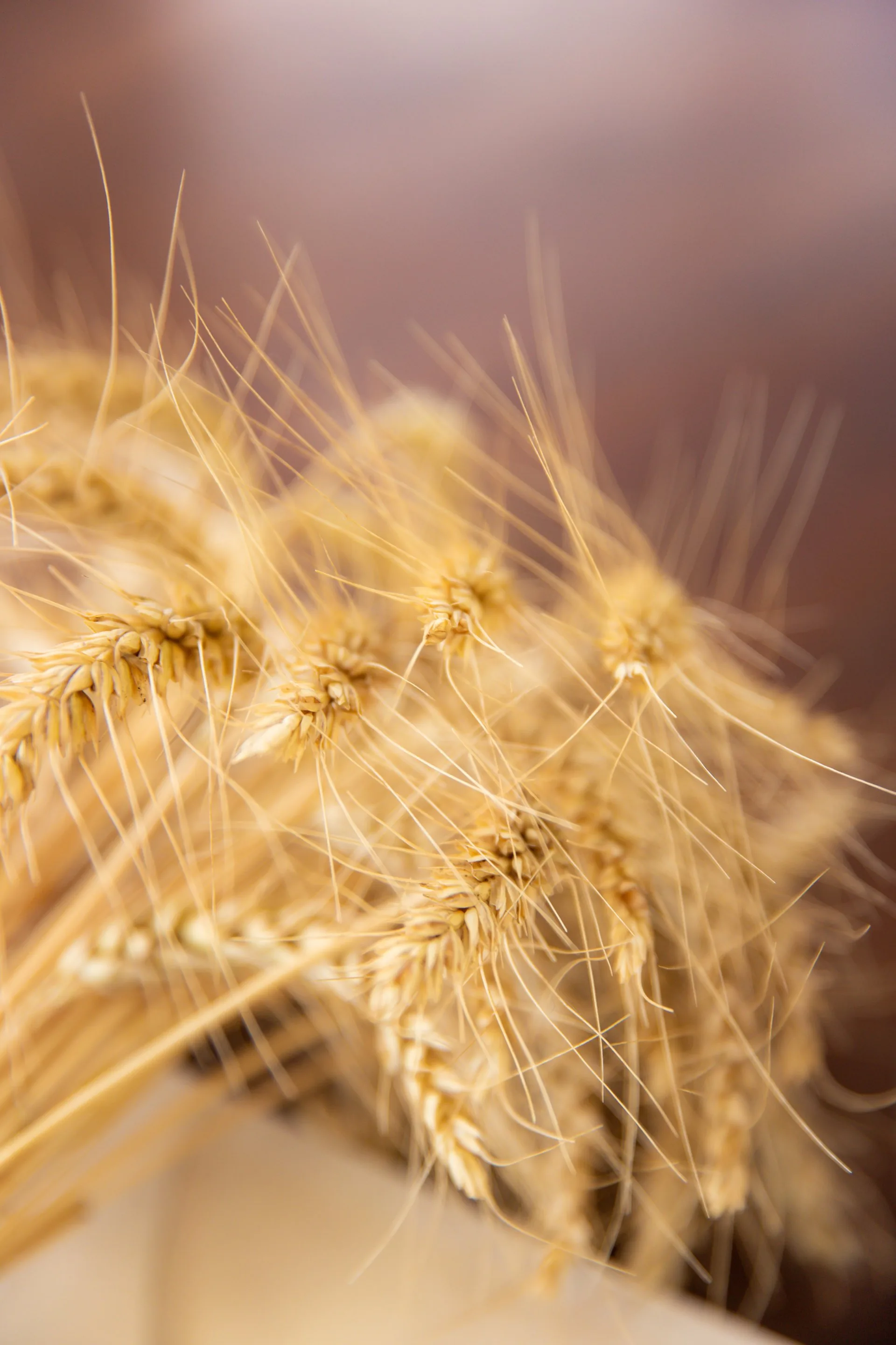 Commodity: Trigo